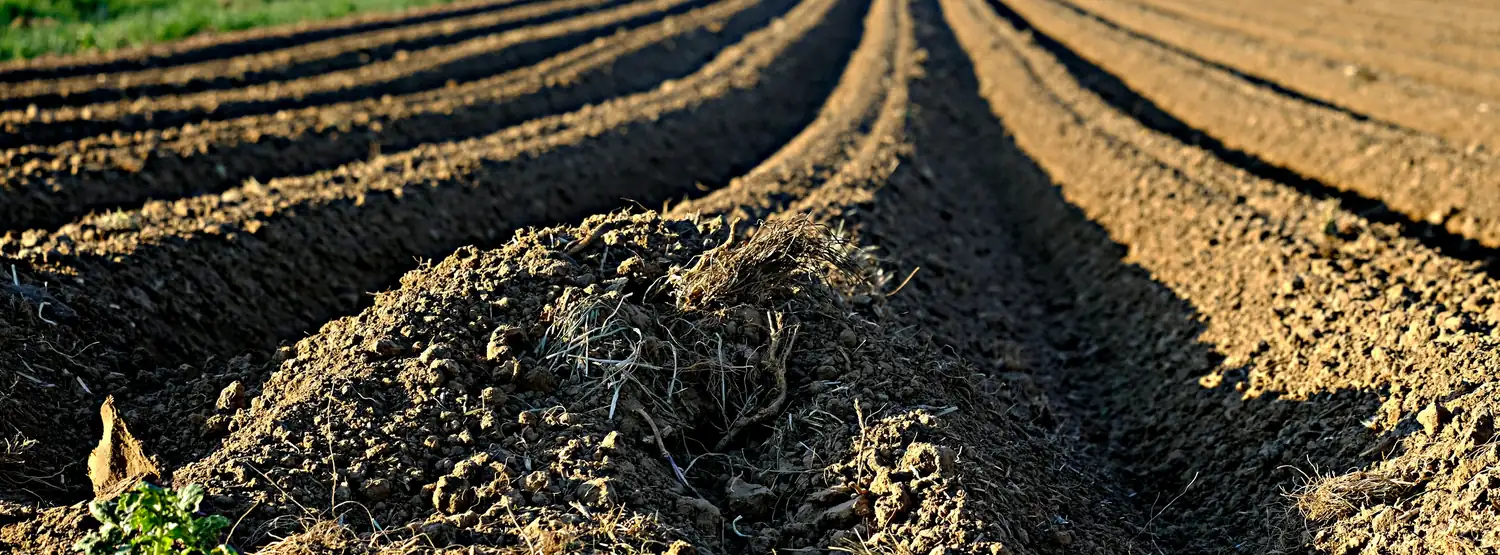 Dark tilled soil in rows