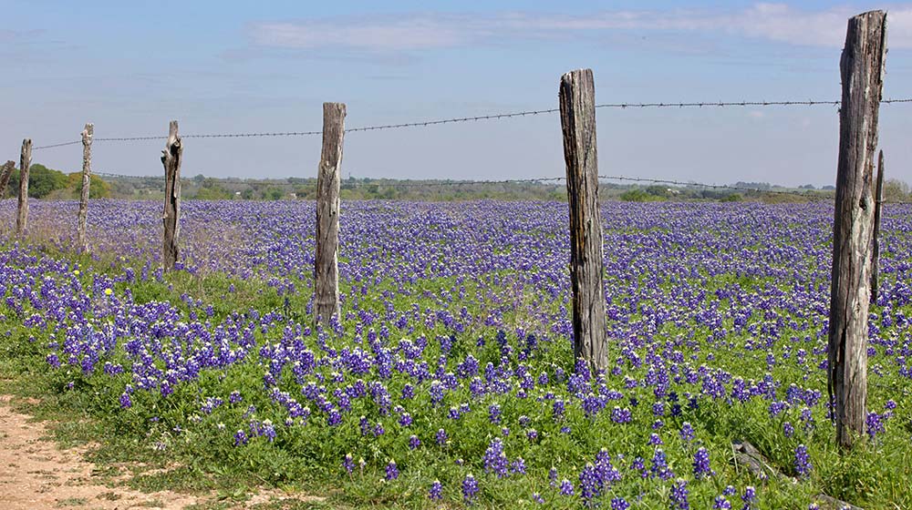 Blue bonnet wildflowers in a Texas field with old fencing.