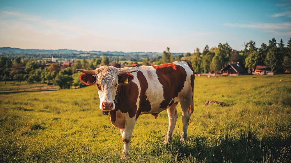 Brown and white cow in a field.