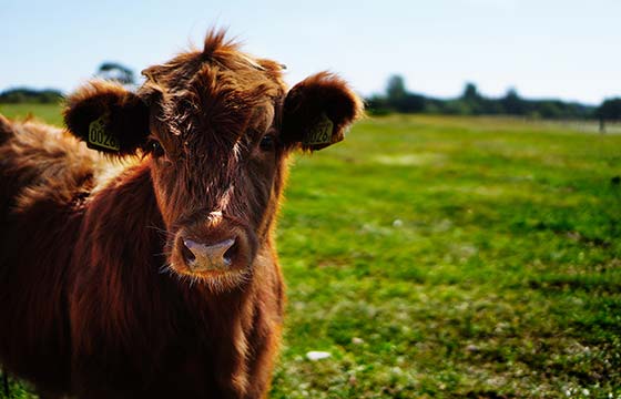 Home 2 brown cow in green field
