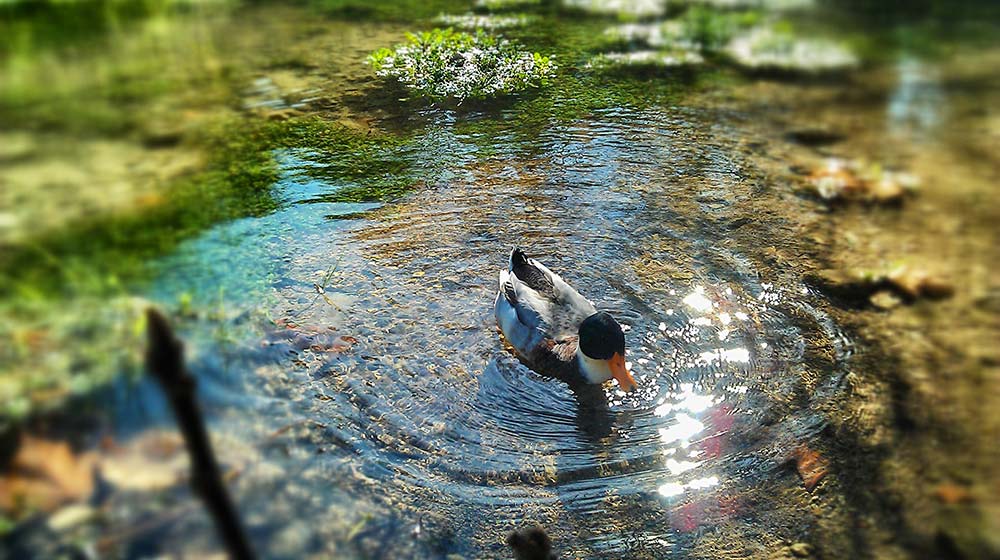 Duck swimming in crystal clear pond water.