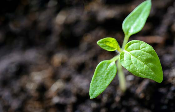 Home 1 green plant emerging front dark soil