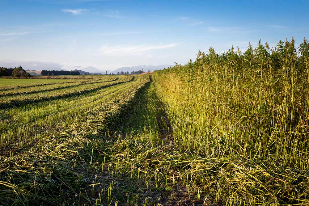 Industrial hemp being harvested in a field