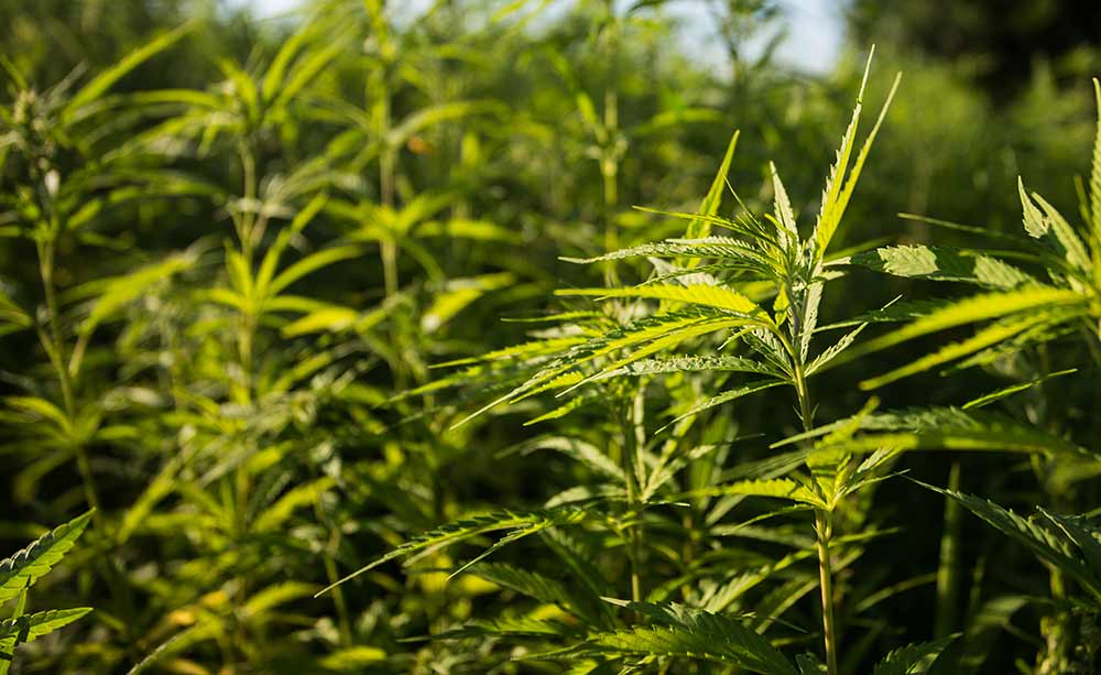 Home 4 Industrial hemp plants up close