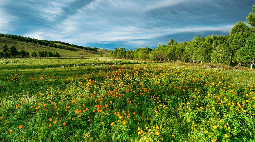 Open field with healthy growth and wild flowers.