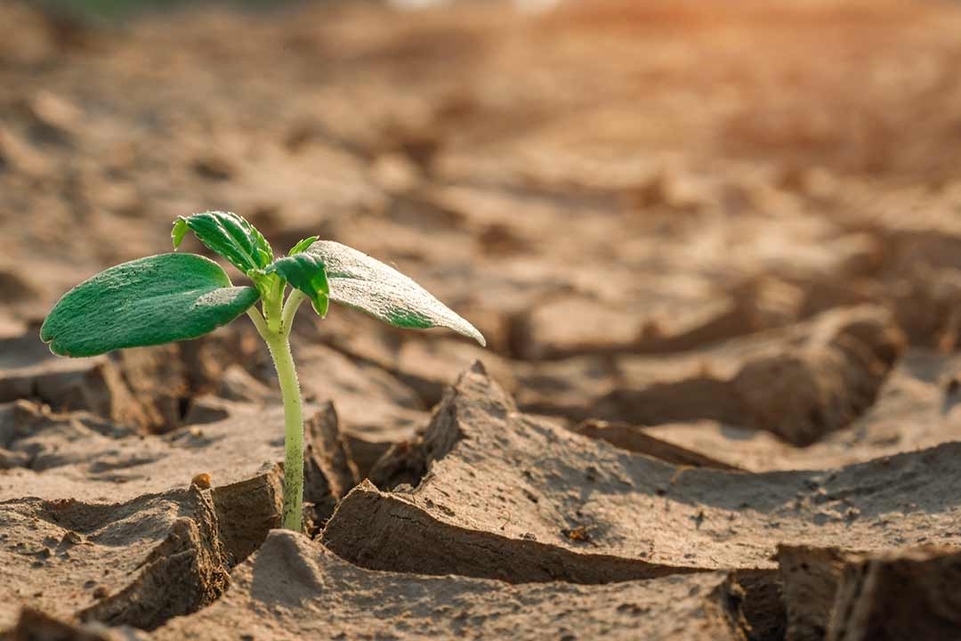 Plant emerging from dry soil.