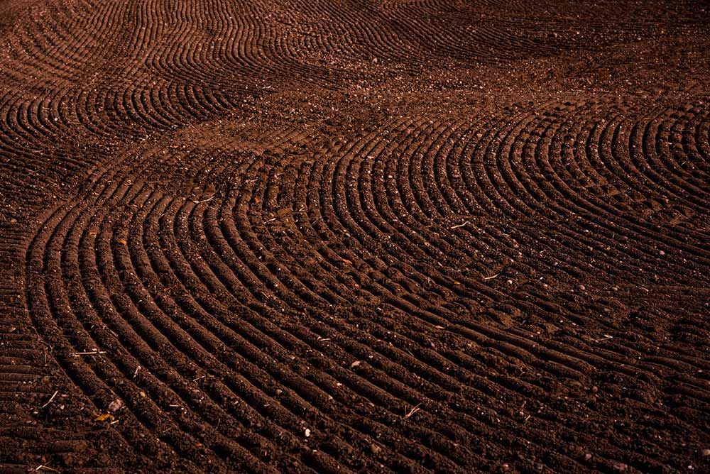 Rich, dark soil with plow rows after revitalization and industrial hemp growth